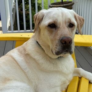 Meet your Posher, Jane